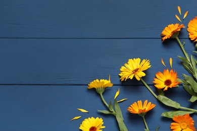 Photo of Beautiful fresh calendula flowers on blue wooden table, flat lay. Space for text