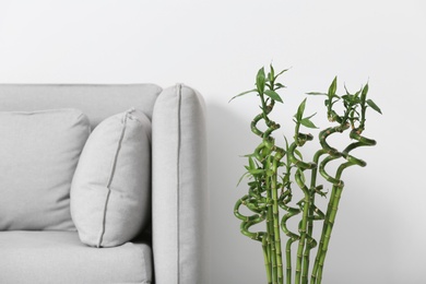 Photo of Green bamboo near sofa against light background