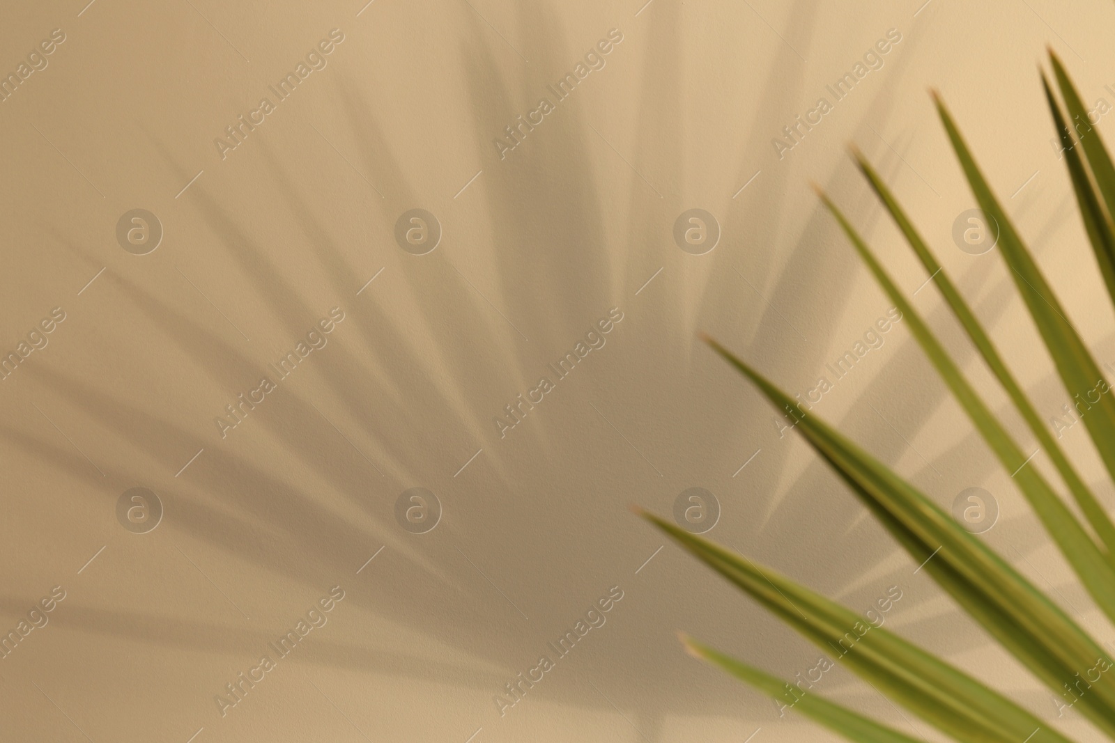 Photo of Tropical palm leaves casting shadow on beige background, closeup