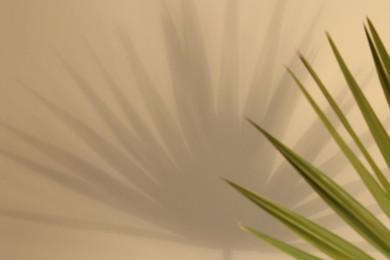 Tropical palm leaves casting shadow on beige background, closeup