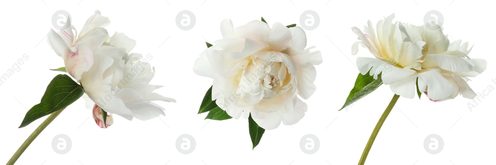 Image of Set of beautiful peony flowers on white background. Banner design