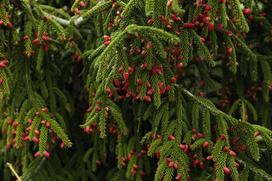 Photo of Closeup view of beautiful conifer tree with pink cones