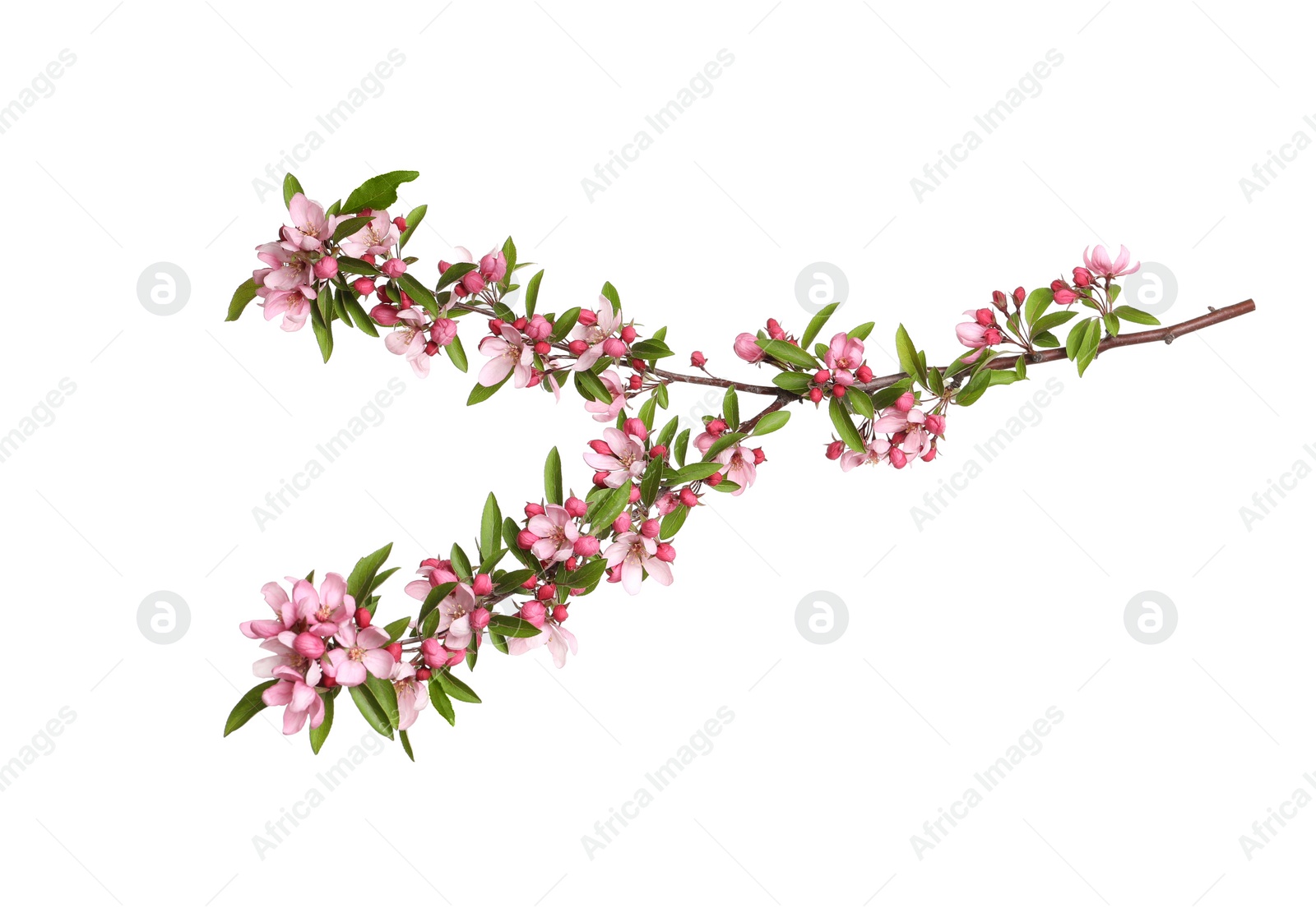 Photo of Beautiful sakura tree branch isolated on white