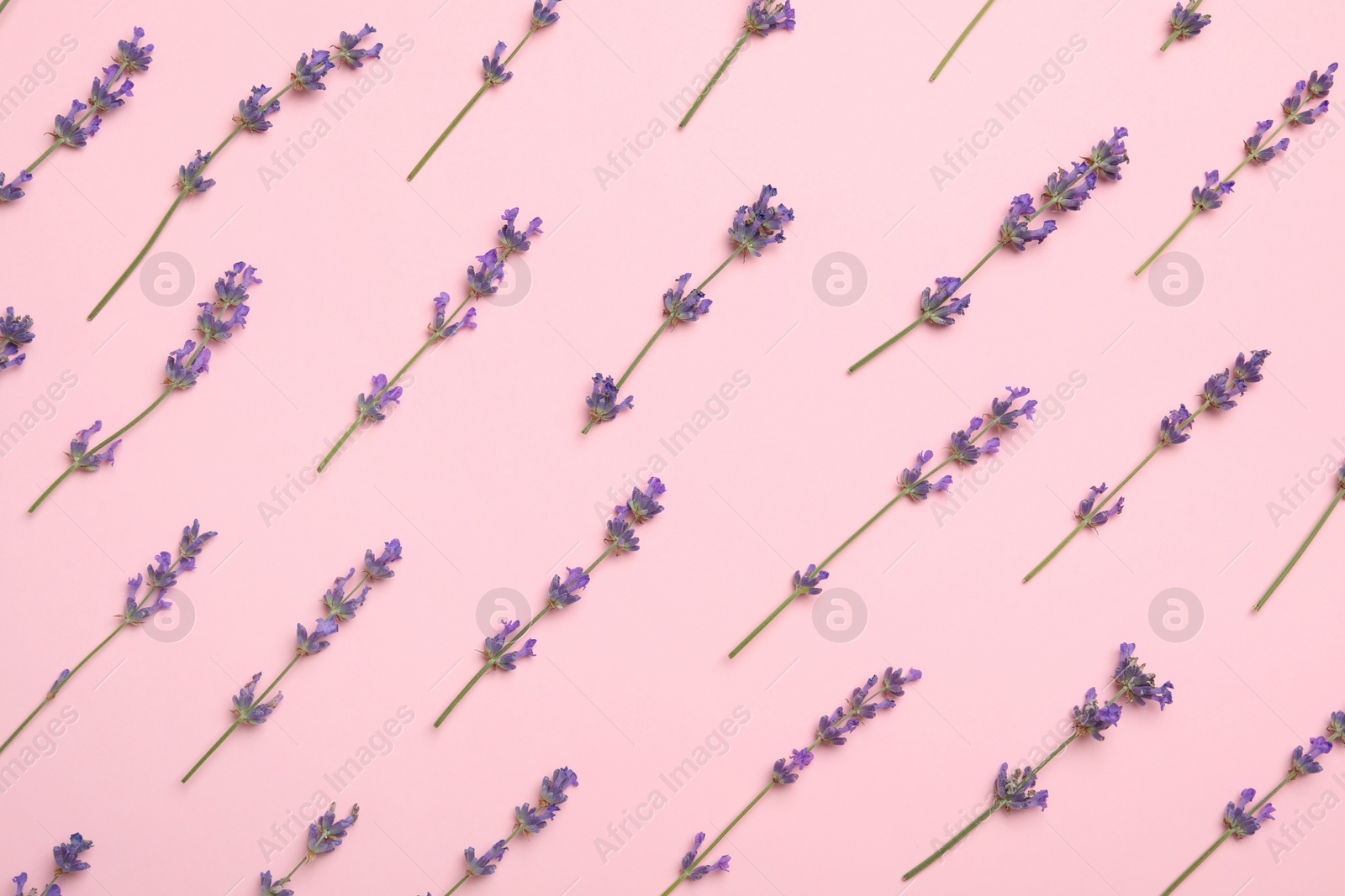 Photo of Beautiful lavender flowers on pink background, flat lay