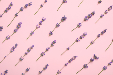 Photo of Beautiful lavender flowers on pink background, flat lay