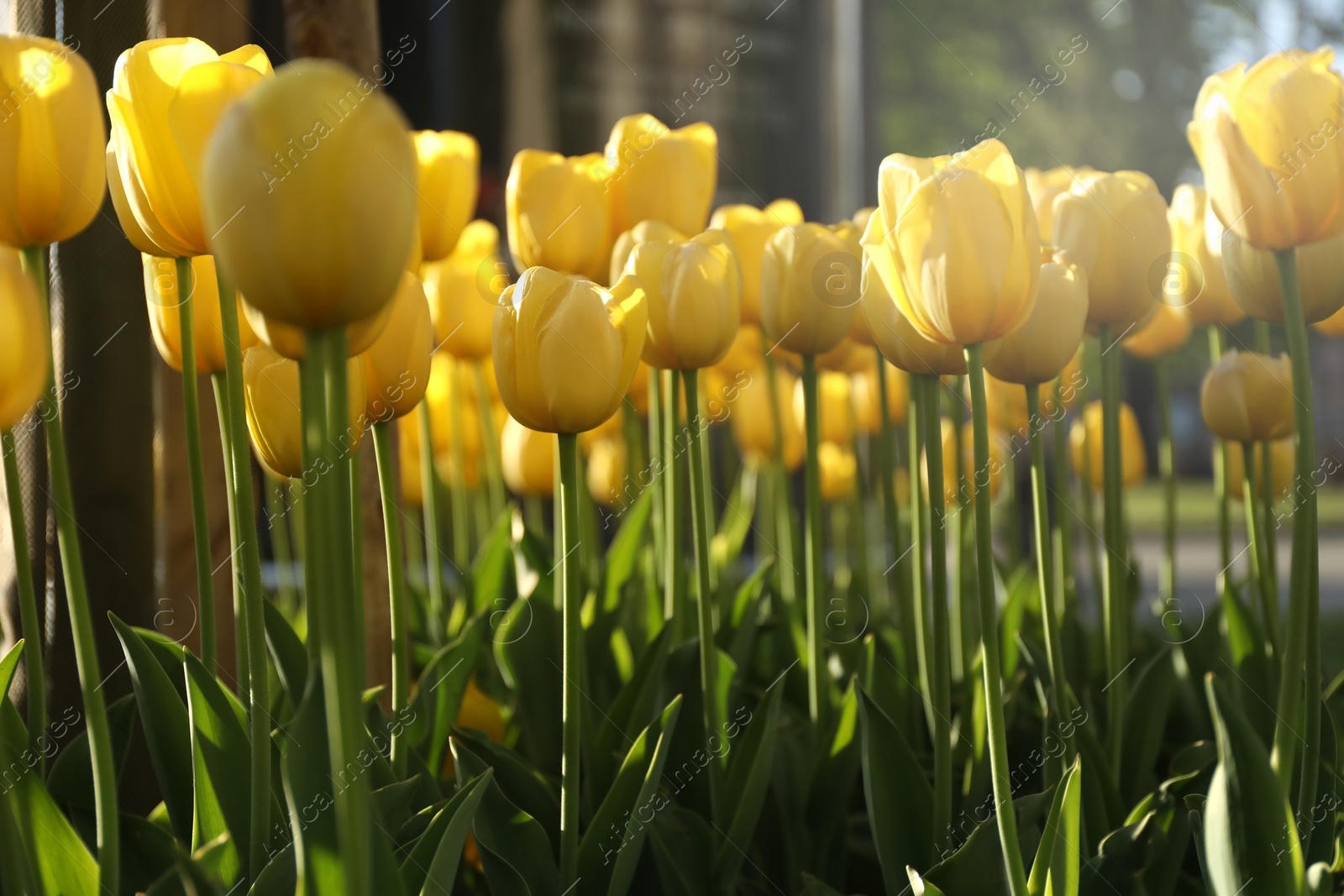 Photo of Beautiful yellow tulips growing outdoors on sunny day. Spring season