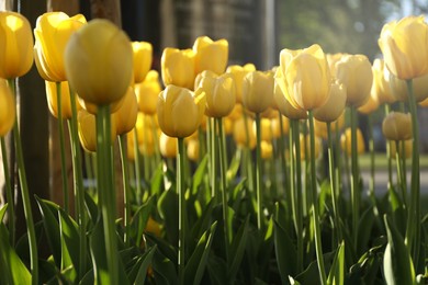 Beautiful yellow tulips growing outdoors on sunny day. Spring season