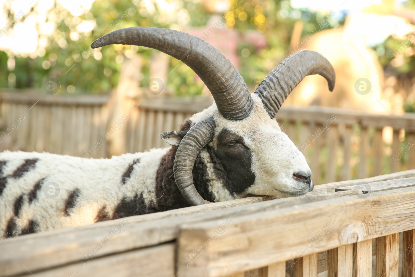 Photo of Beautiful Manx Loaghtan sheep in yard. Farm animal