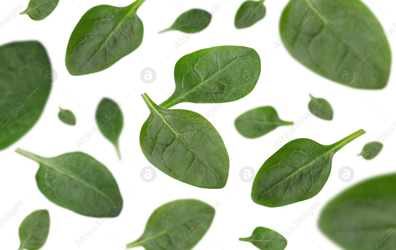 Image of Fresh green spinach leaves falling on white background