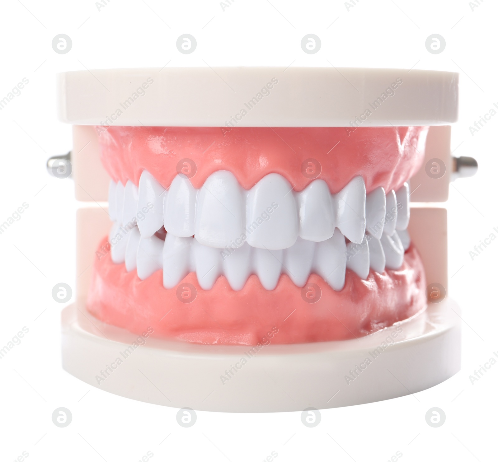 Photo of Educational model of oral cavity with teeth on white background