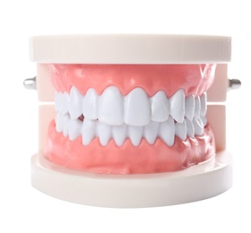 Photo of Educational model of oral cavity with teeth on white background