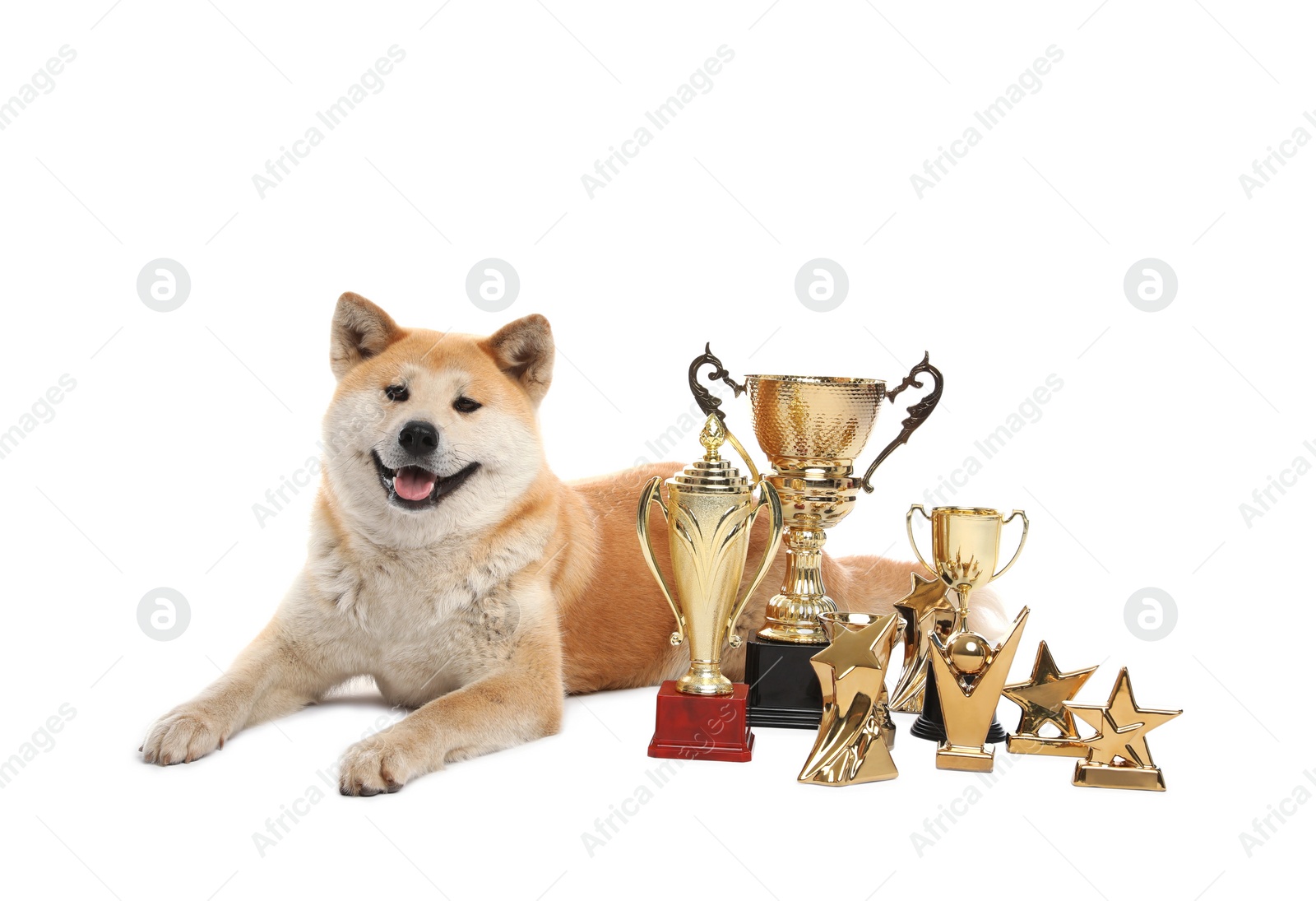 Photo of Adorable Akita Inu dog with champion trophies on white background