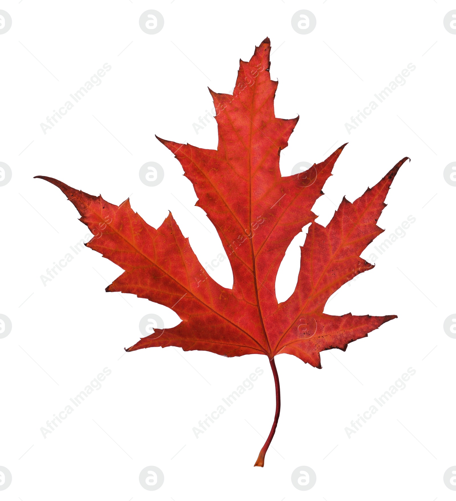 Image of Beautiful red maple leaf isolated on white. Autumn season