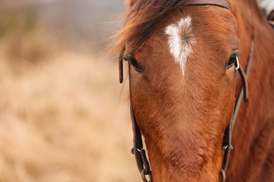 Photo of Adorable chestnut horse outdoors, closeup with space for text. Lovely domesticated pet