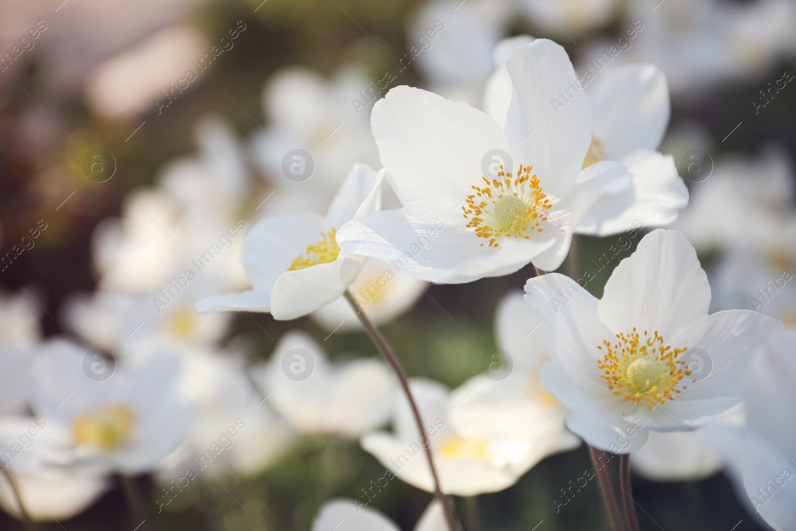 Photo of Beautiful blossoming Japanese anemone flowers outdoors on spring day