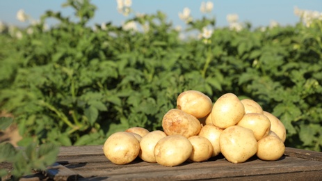 Wooden crate with raw young potatoes in field on summer day