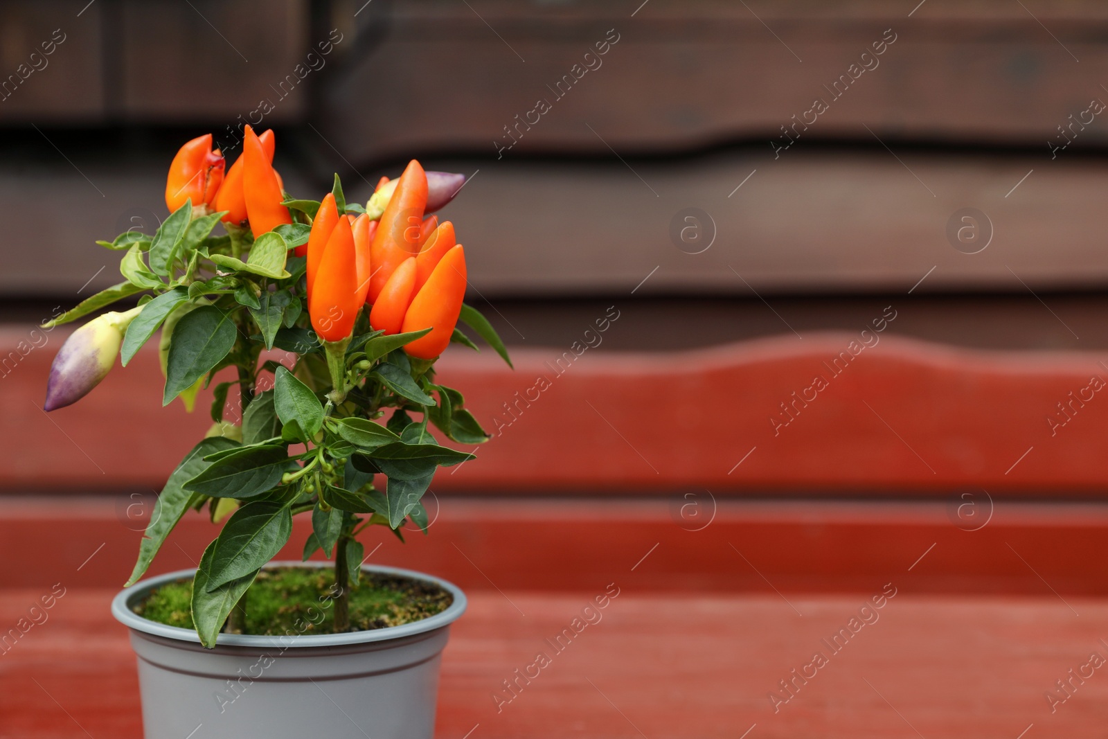 Photo of Capsicum Annuum plant. Potted rainbow multicolor chili peppers on wooden table outdoors, space for text