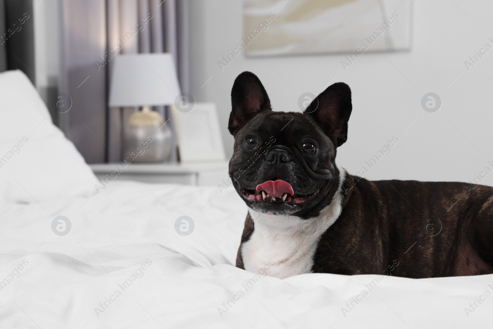 Photo of Adorable French Bulldog lying on bed indoors, space for text. Lovely pet