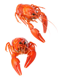 Image of Tasty cooked crayfishes on white background. Seafood