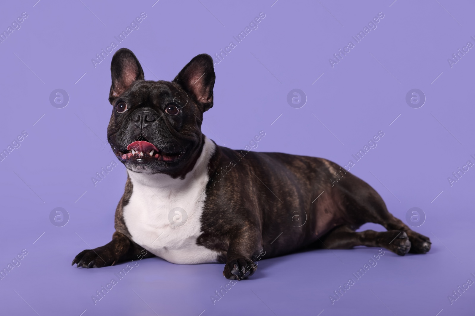 Photo of Adorable French Bulldog on purple background. Lovely pet