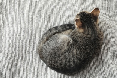 Grey tabby cat lying on knitted blanket, top view with space for text. Adorable pet