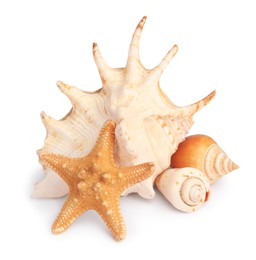 Photo of Beautiful sea star and shells isolated on white