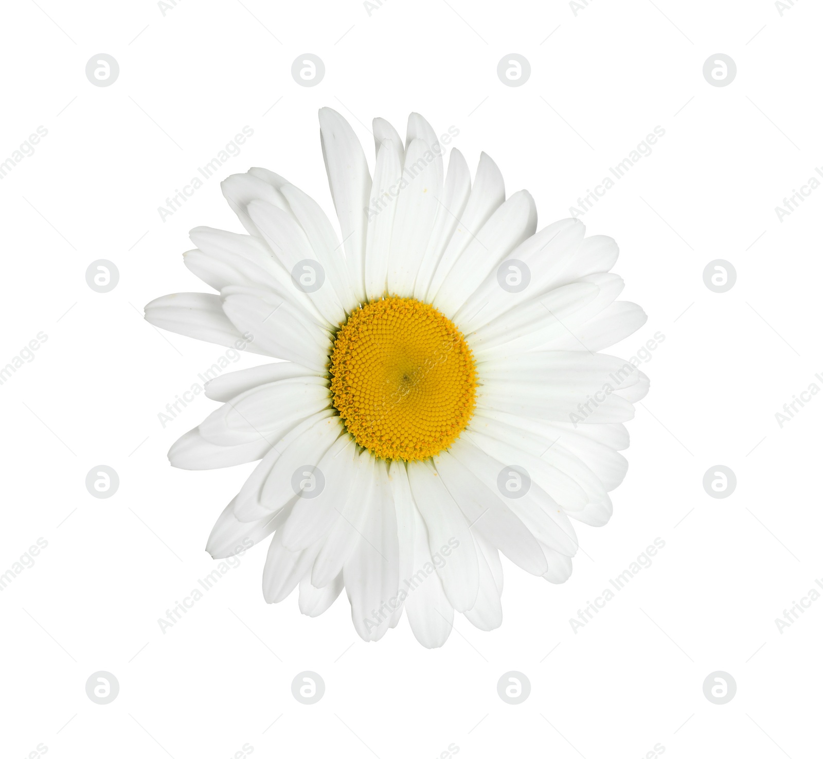 Photo of Beautiful fragrant chamomile flower isolated on white