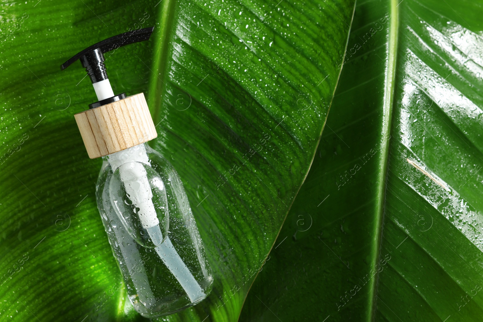 Photo of Bottle of cosmetic product on wet green leaves, top view. Space for text