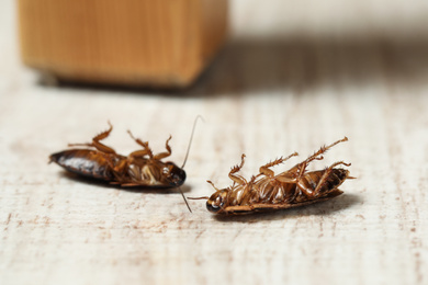 Photo of Dead brown cockroaches on white wooden background, closeup. Pest control
