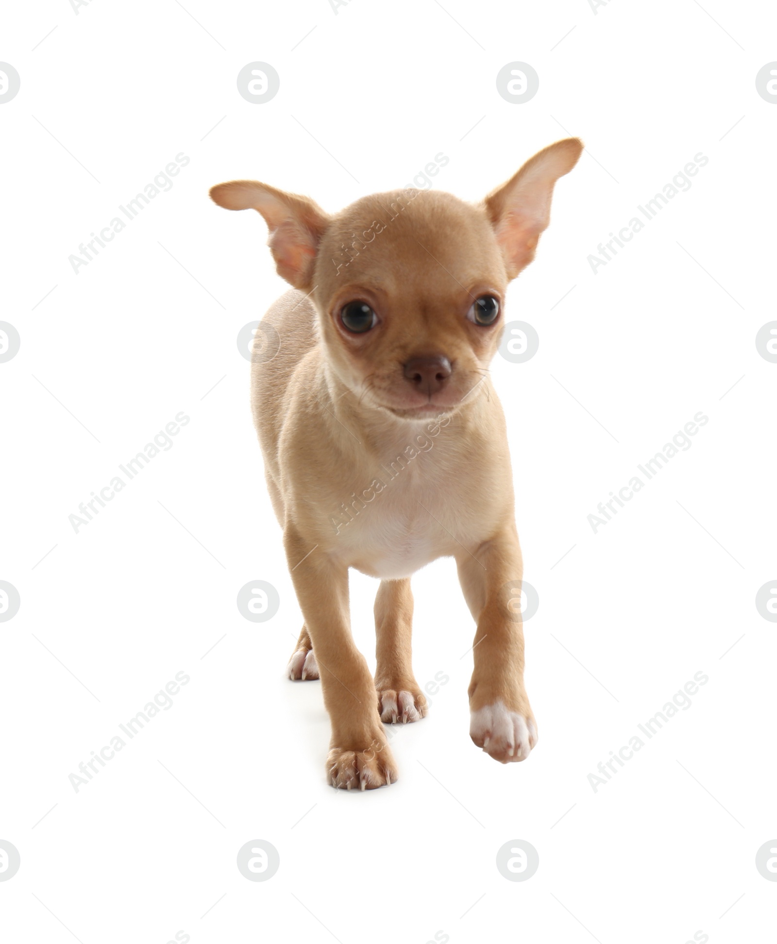 Photo of Cute Chihuahua puppy with toy on white background. Baby animal