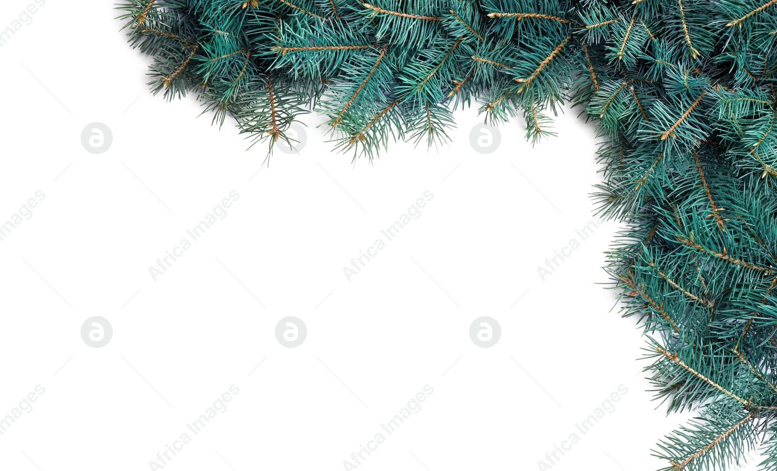 Photo of Christmas tree branches on white background, top view. Space for text