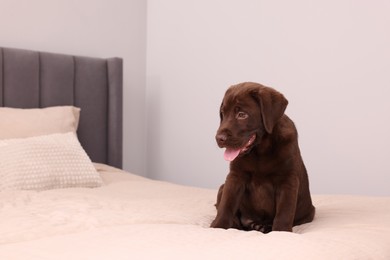 Cute chocolate Labrador Retriever on soft bed in room, space for text. Lovely pet