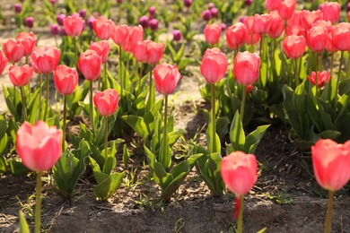 Field with fresh beautiful tulips. Blooming spring flowers