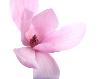 Photo of Beautiful pink magnolia flower isolated on white