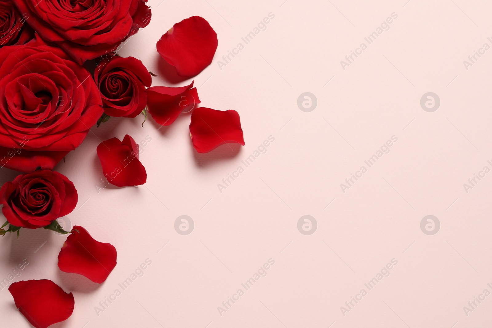 Photo of Beautiful red roses and petals on pale pink background, flat lay. Space for text