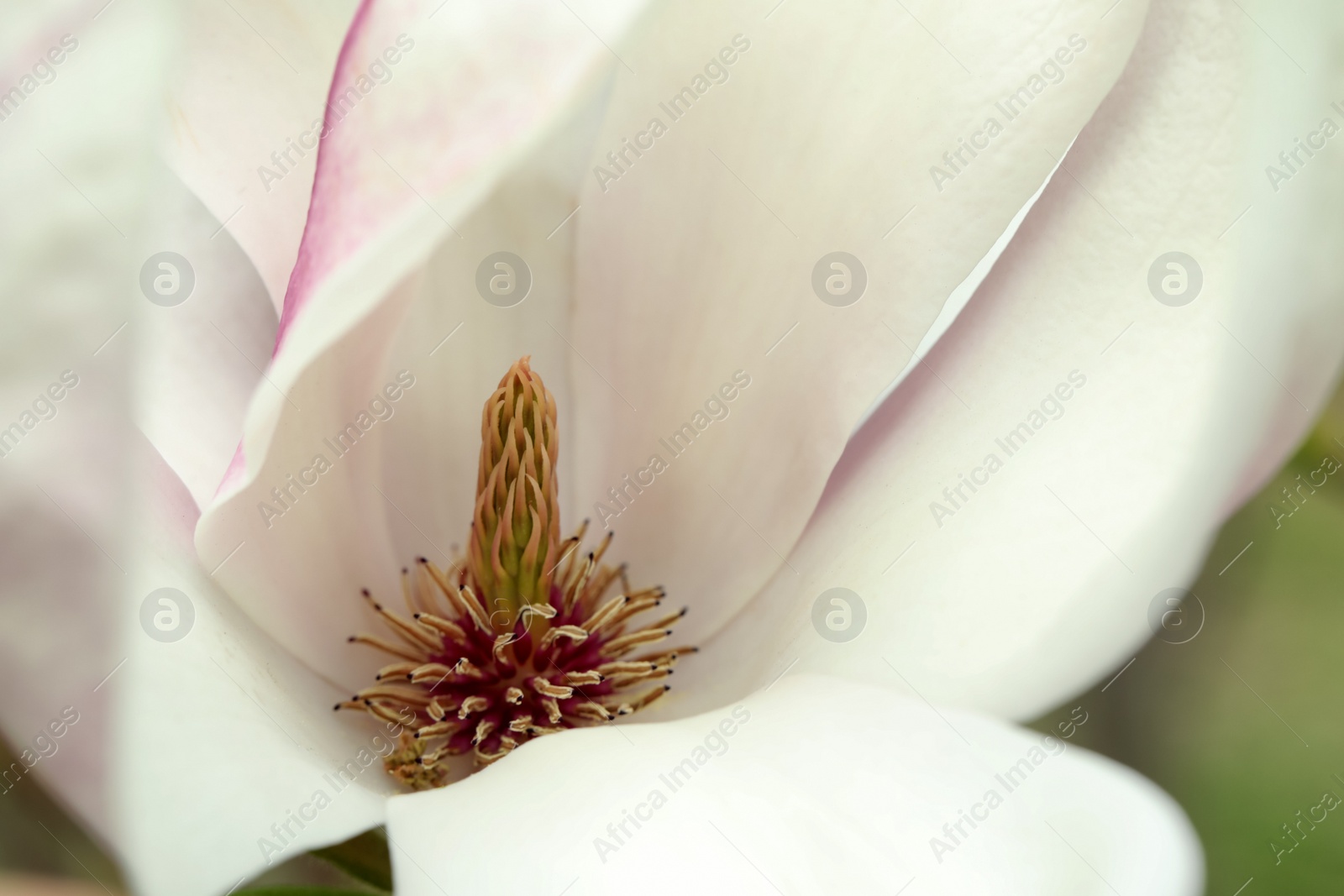 Photo of Beautiful tender white magnolia flower, closeup view