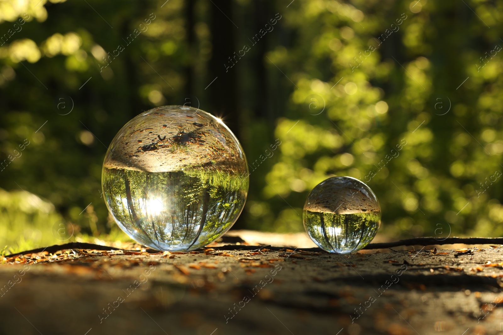 Photo of Beautiful forest with green trees, overturned reflection. Crystal balls on ground outdoors