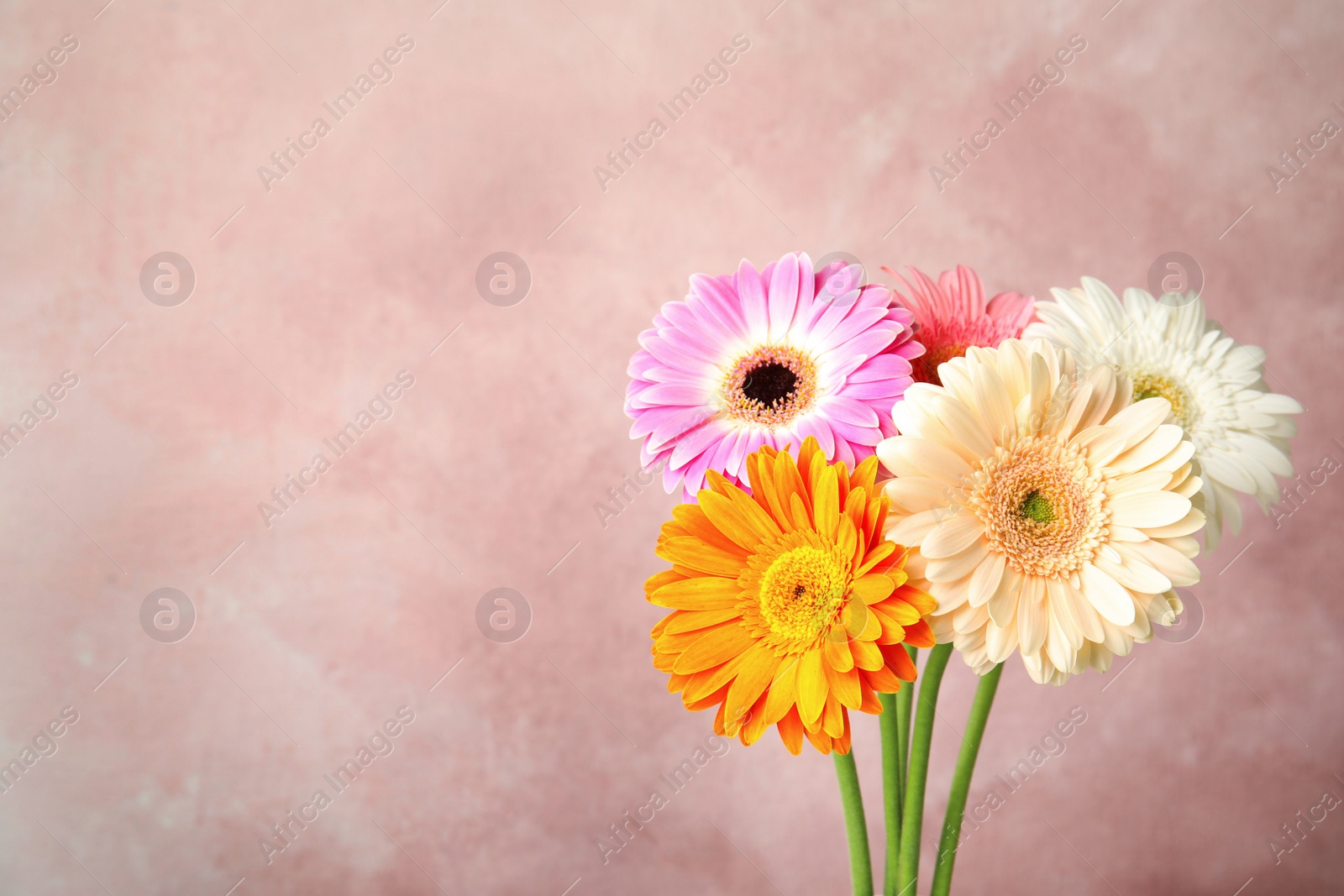 Photo of Bouquet of beautiful bright gerbera flowers on color background. Space for text