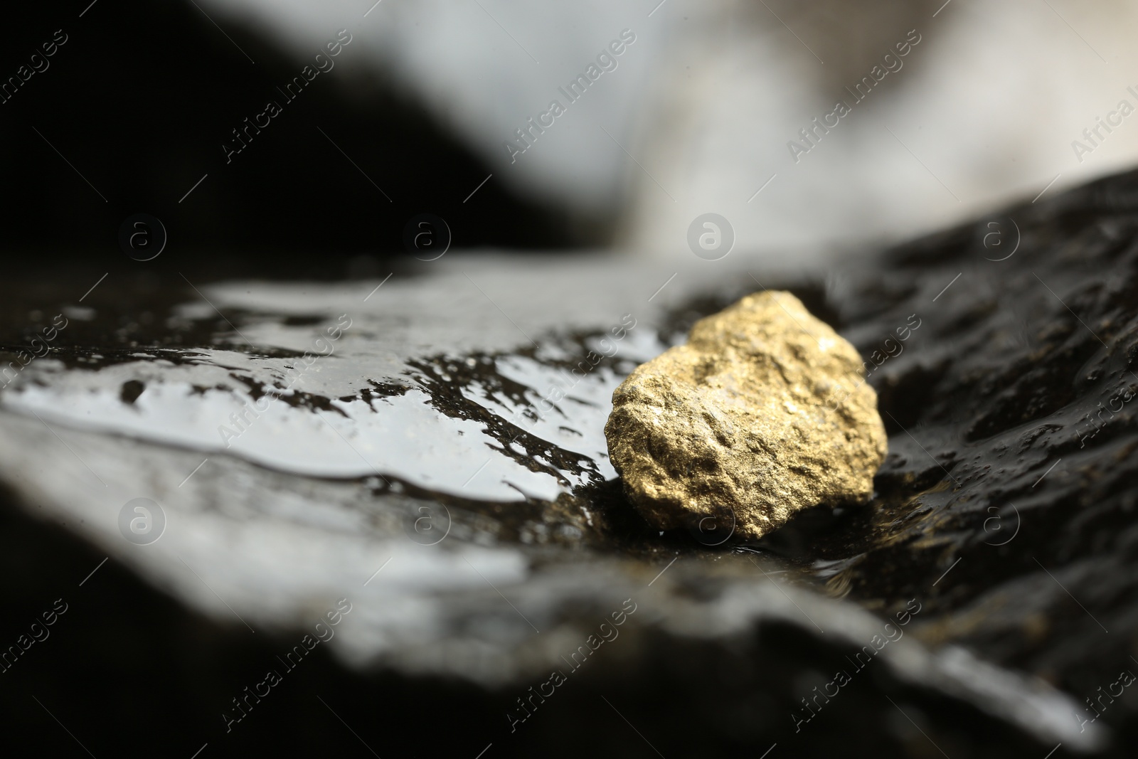 Photo of Shiny gold nugget on wet stone, closeup. Space for text