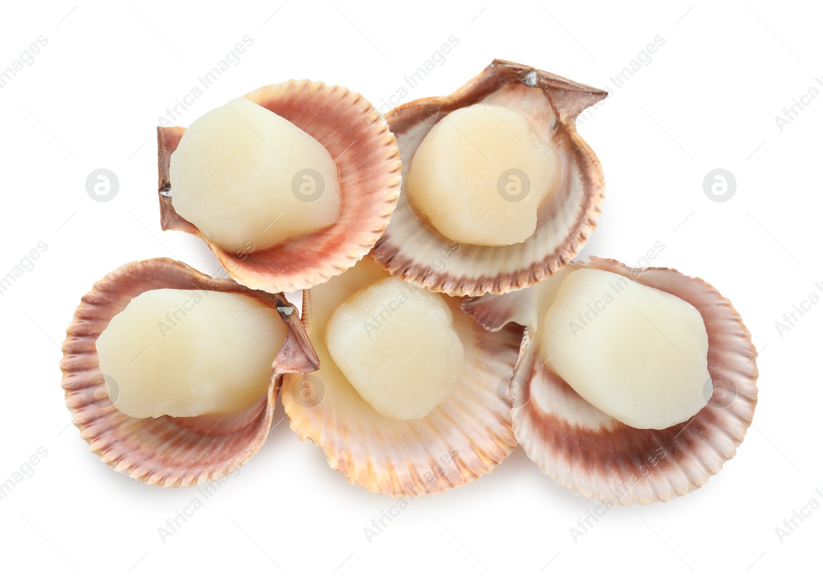 Photo of Fresh raw scallops in shells isolated on white, top view