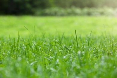 Fresh green grass with water drops growing on meadow in summer, closeup