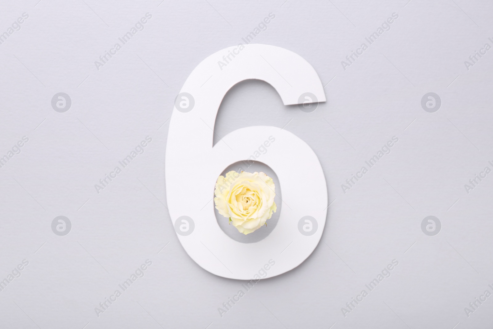 Photo of Paper number 6 and beautiful flower on light grey background, top view