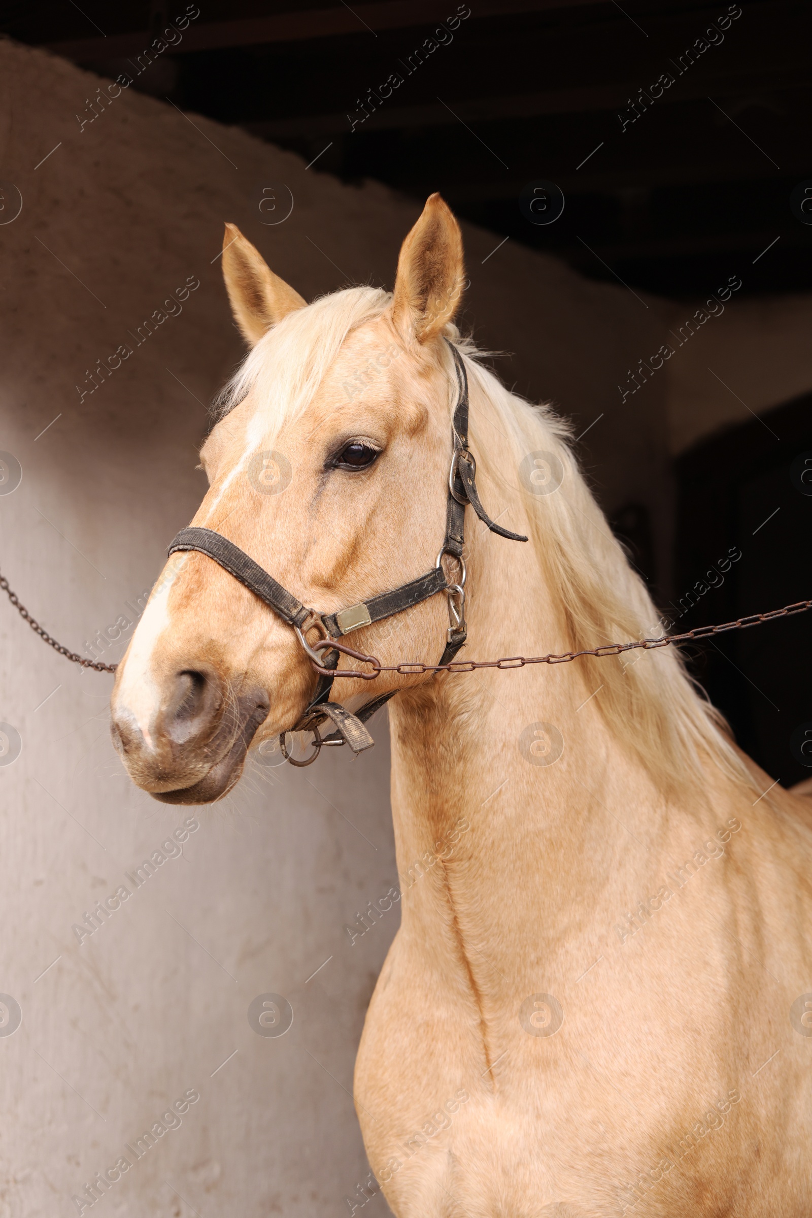 Photo of Adorable horse with bridles in stable. Lovely domesticated pet
