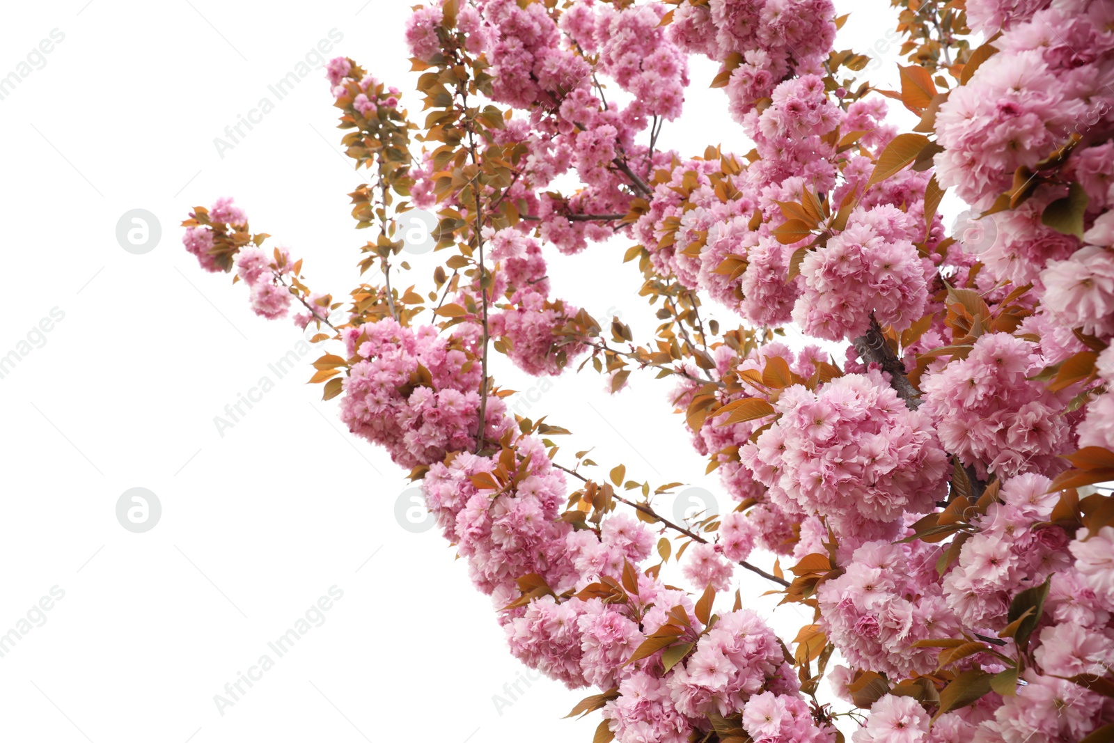 Photo of Closeup view of blossoming pink sakura tree outdoors