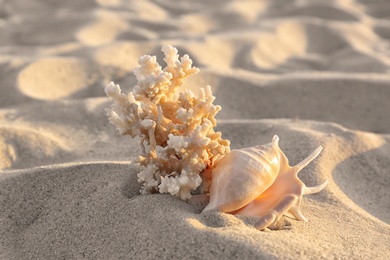 Photo of Sandy beach with beautiful coral and shell near sea on sunny summer day
