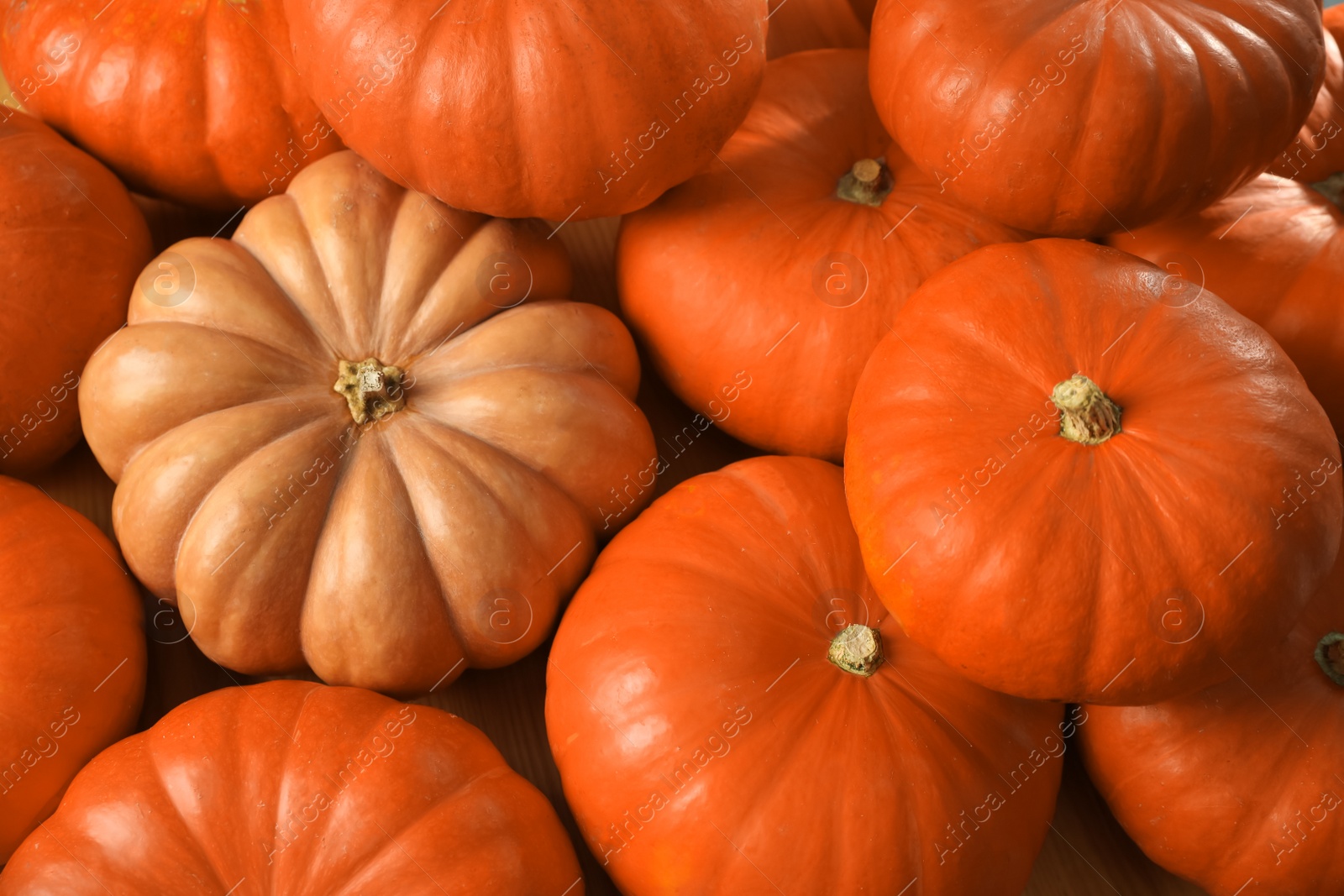 Photo of Many ripe orange pumpkins as background, closeup