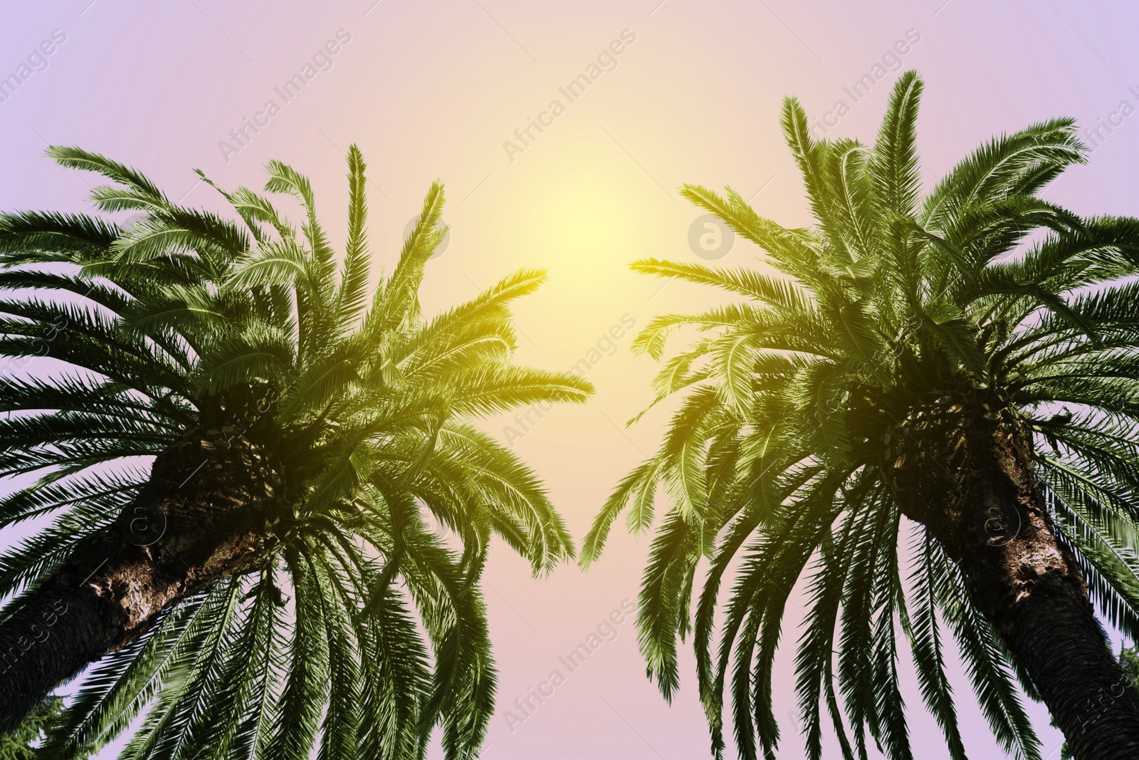 Image of Beautiful palm trees with green leaves on sunny day, low angle view