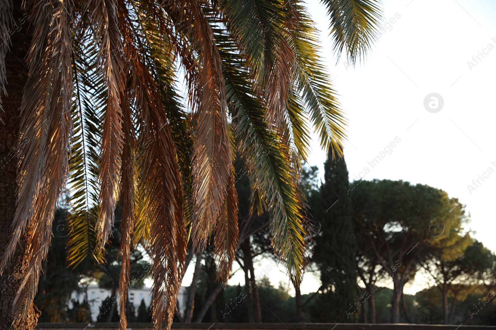 Photo of Beautiful palm tree growing in park, closeup