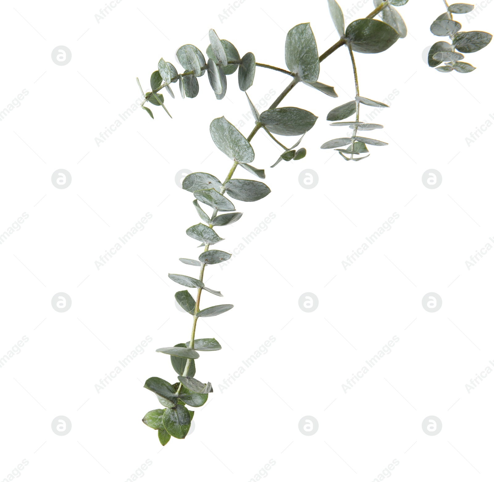 Photo of Eucalyptus branch with fresh green leaves on white background