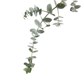 Photo of Eucalyptus branch with fresh green leaves on white background